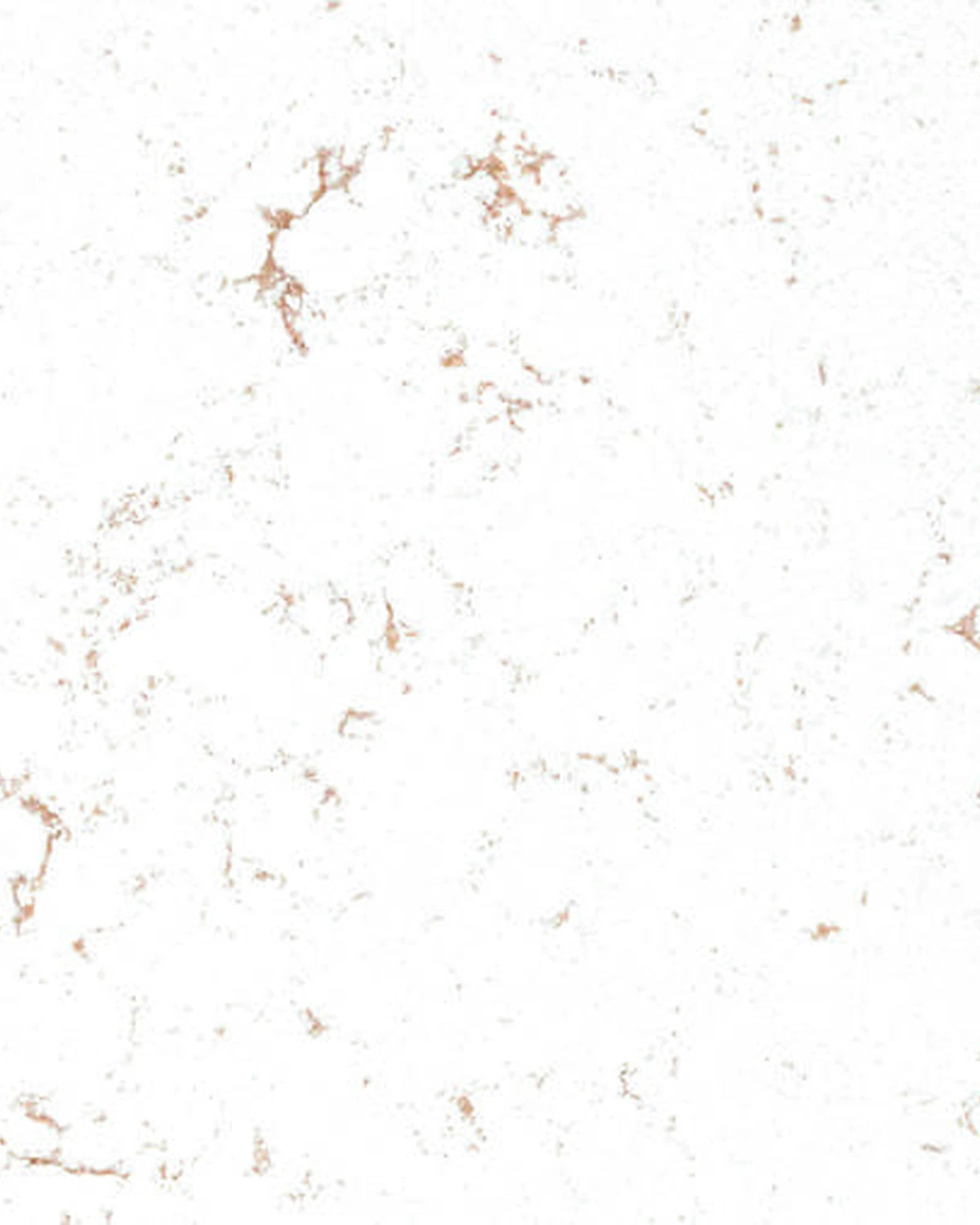 Carrara Oro